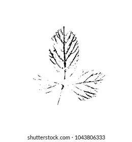 Leaf imprint, natural texture. Autumn foliage, vector black on white illustration. Isolated element for decorative floral design, vintage background.