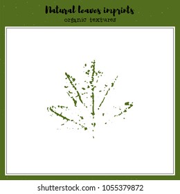 Leaf imprint, natural texture. Autumn foliage, vector illustration. Isolated element for decorative floral design, vintage background.