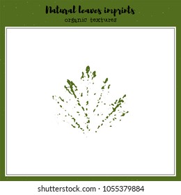 Leaf imprint, natural texture. Autumn foliage, vector illustration. Isolated element for decorative floral design, vintage background.