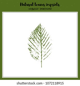 Leaf imprint, natural texture. Autumn foliage, vector illustration. Isolated element for decorative floral design, vintage background.