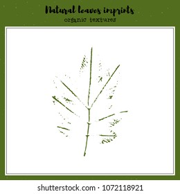 Leaf imprint, natural texture. Autumn foliage, vector illustration. Isolated element for decorative floral design, vintage background.