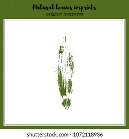 Leaf imprint, natural texture. Autumn foliage, vector illustration. Isolated element for decorative floral design, vintage background.
