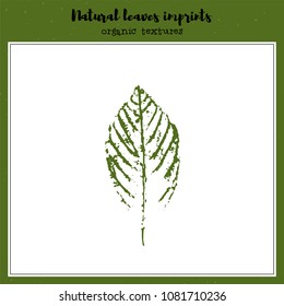 Leaf imprint, natural texture. Autumn foliage, vector illustration. Isolated element for decorative floral design, vintage background.