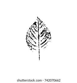 Leaf imprint, natural texture. Autumn foliage, vector black on white illustration. Isolated element for decorative floral design, vintage background.