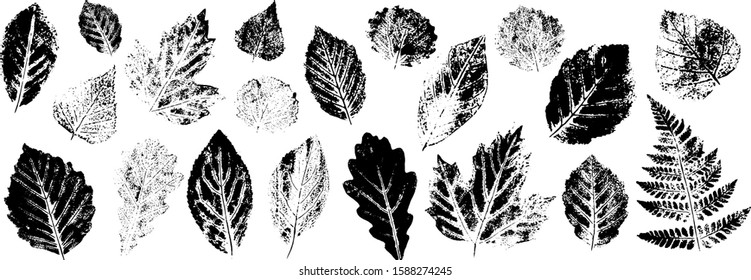 Leaf imprint, natural texture.Set. Objects isolated on white.