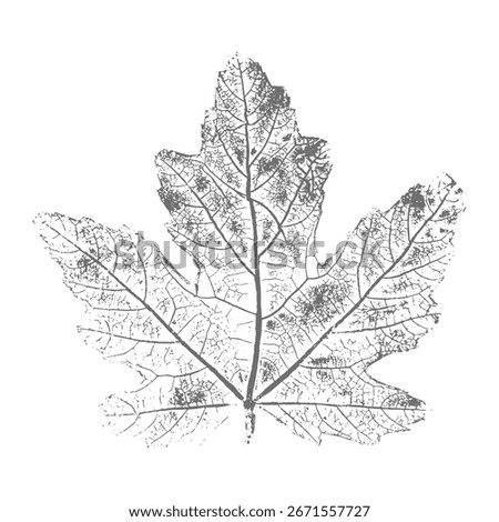 Leaf imprint with veins, botanical skeleton of grape leaf, stamp with image of grape on white background.
