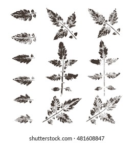 Leaf imprints. Leaves Set
