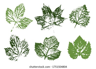 Leaf imprints. Leaves Set Autumn foliage, vector colored illustration. Set with stamp leaves. Vector illustration.