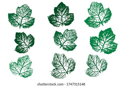 Leaf imprints. Leaves Set Natural ink imprint of autumn leaf with streaks and texture. Isolated objects on white background. Vector illustration.