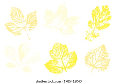 Leaf imprints. Leaves Set Natural ink imprint of autumn leaf with streaks and texture. Set with stamp leaves. Vector illustration.