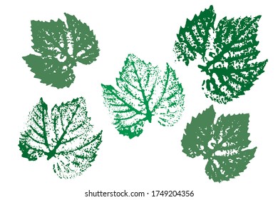 Leaf imprints. Leaves Set  Objects isolated on white. Isolated objects on white background. Vector illustration.