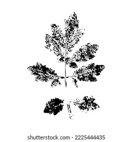 Leaf ink prints. Autumn herbarium, stamps leaves of trees. Grunge texture. Vector illustration. Black and white.