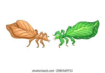 Leaf Insect Phasmid Animal Species Set Cartoon illustration Vector