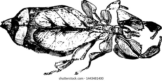 Leaf Insect, vintage engraved illustration.