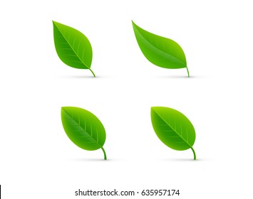 leaf isolated green set vector illustration