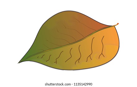 Leaf isolated on white. Autumn. Nature.