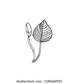 leaf isolated on white background, vector illustration