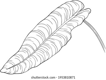 Leaf isolated on white. Tropical leaf. Hand drawn vector illustration.