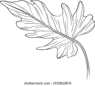 Blei einzeln auf Weiß. Tropisches Blatt. Handgezeichnete Vektorgrafik.