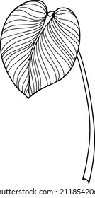 Blech einzeln auf Weiß. Tropisches Blatt. Handgezeichnete Vektorgrafik.