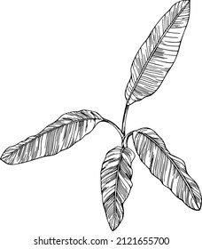 Hoja aislada en blanco. Hoja tropical. Ilustración vectorial dibujada a mano.