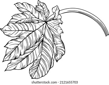 Leaf isolated on white. Tropical leaf. Hand drawn vector illustration.