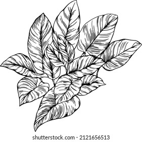 Leaf isolated on white. Tropical leaf. Hand drawn vector illustration.