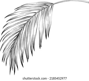 Leaf isolated on white. Tropical leaf. Hand drawn vector illustration.