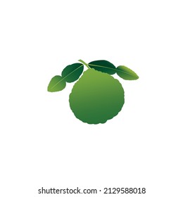 leaf kaffir Bergamot orange fruit. Makrut or raw kaffir lime. A whole, half, and a piece.Tropical exotic food.Citrus or lemon fruits. isolated on white background. vector illustration EPS. Flat design