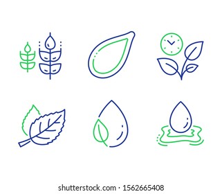 Leaf, Leaves and Pumpkin seed line icons set. Leaf dew, Gluten free and Water splash signs. Nature leaves, Grow plant, Vegetarian food. Water drop. Nature set. Line leaf outline icons. Vector