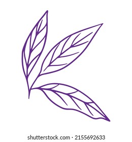 Leaf of Lemon tree outline vector illustration