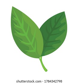 Leaf of lemon vector icon.Cartoon vector icon isolated on white background leaf of lemon.