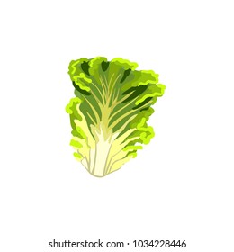 Leaf of lettuce. Appetizing vegetable icon. Vector illustration.

