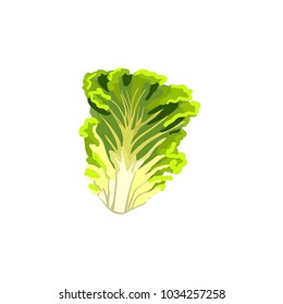 Leaf of lettuce. Appetizing vegetable icon. Vector illustration.

