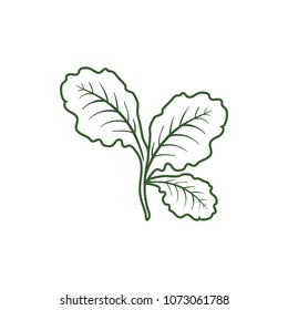 leaf lettuce icon isolated on white background