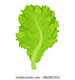 Leaf of lettuce salad, colorful, detailed drawing isolated on white background. Ingredient, tasty herb. Design element for advertising, menu, promotion.