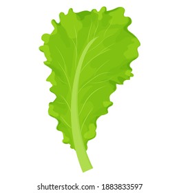 Leaf of lettuce salad, colorful, detailed drawing isolated on white background. Ingredient, tasty herb. Design element for advertising, menu, promotion.