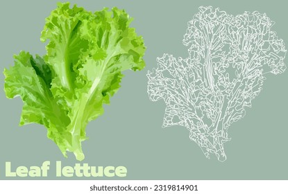 Leaf Lettuce Texture Vector Drawing Illustration EPS10