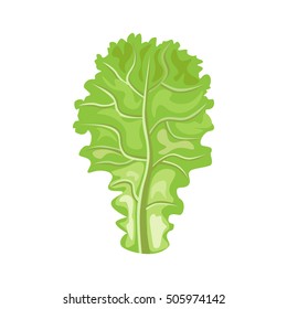 Leaf of lettuce. Vector illustration