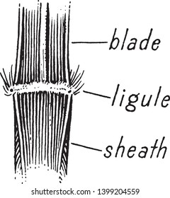 Leaf with a ligule (junction of leaf and sheath) on the base, vintage line drawing or engraving illustration.
