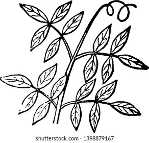 una hoja como una forma tripinada, la hoja colocada a ambos lados del tallo, y el margen de hoja se serpentea, el dibujo de la línea vintage o la ilustración de grabado.
