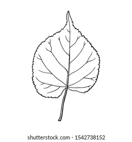 Leaf of linden. Forest design element. Drawing in sketch outline style. Hand drawn vector illustration.