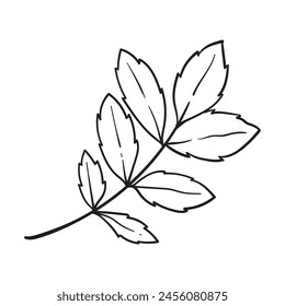 Leaf line art vector hand drawn illustration. Black and white leaves