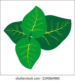 Blätter, Zeilensymbole, Vektordesign und Illustration mit bearbeitetem Strich