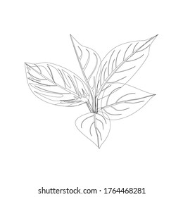 línea de hoja en estilo de escritura a mano vectorial