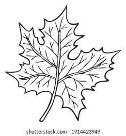 leaf line vector illustration,
isolated on white background.top view