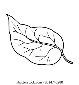 leaf line vector illustration,isolated on white background,top view