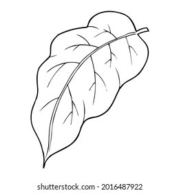 leaf line vector illustration,isolated on white background,top view