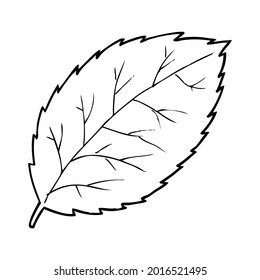 Blatt-Linie, Vektorgrafik einzeln auf weißem Hintergrund, Draufsicht