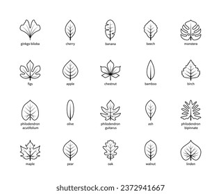 Leaf linear thin vector icons. Nature and ecology. Ginkgo biloba, cherry, banana, beech, monstera, figs, apple and many others. Isolated outline of leaves plants with title on a white background.